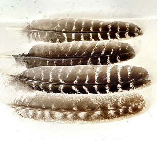 Smudging Turkey Feathers